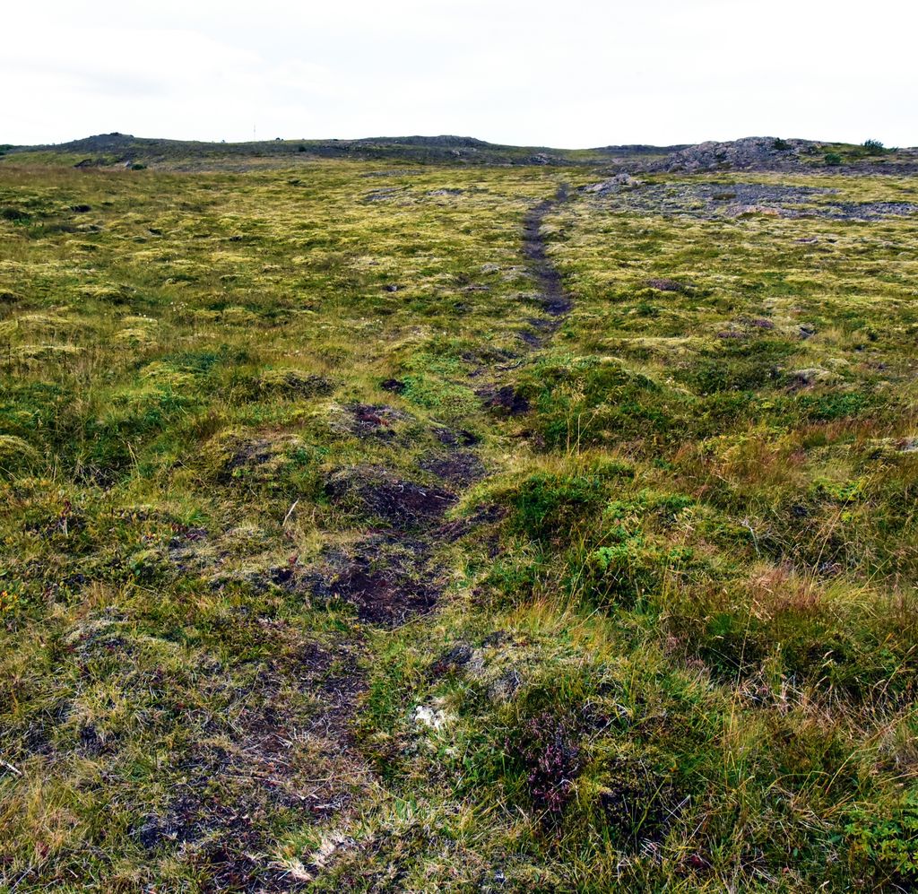 Lava-Steine auf dem „Lava Field Trail“ in Vopnafjörður