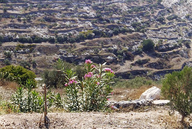 Jordaniens Flora