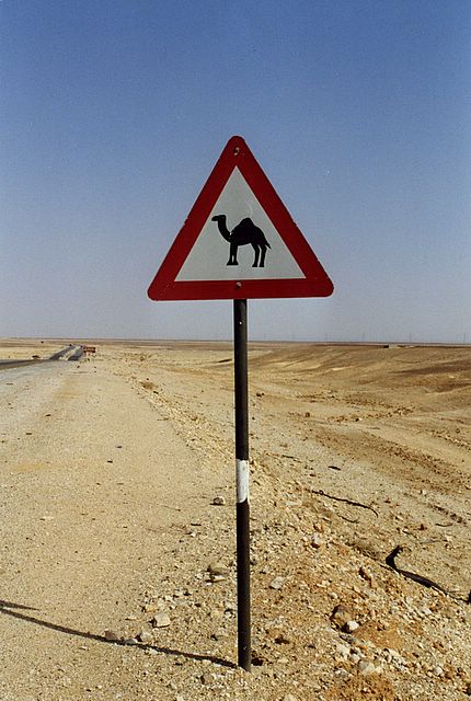 Achtung Kamel!