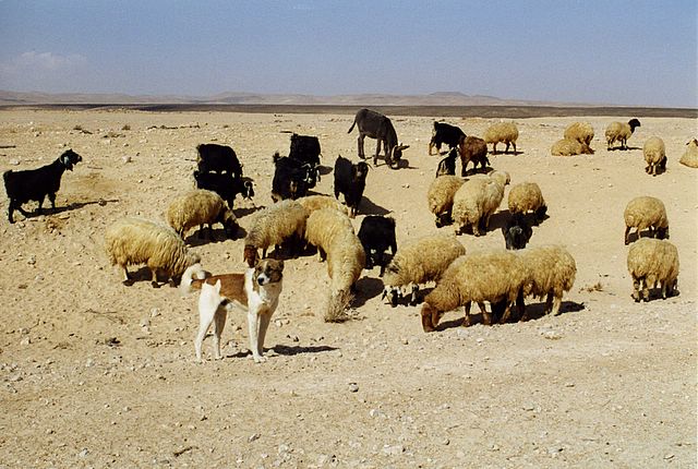 Hundi passt auf die Schaafe auf