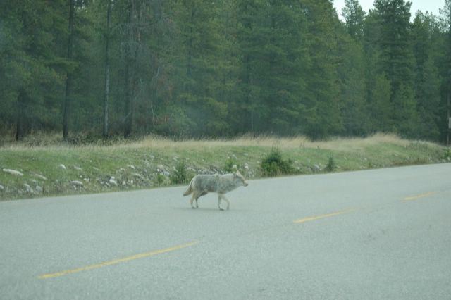 Wolf oder Fuchs?