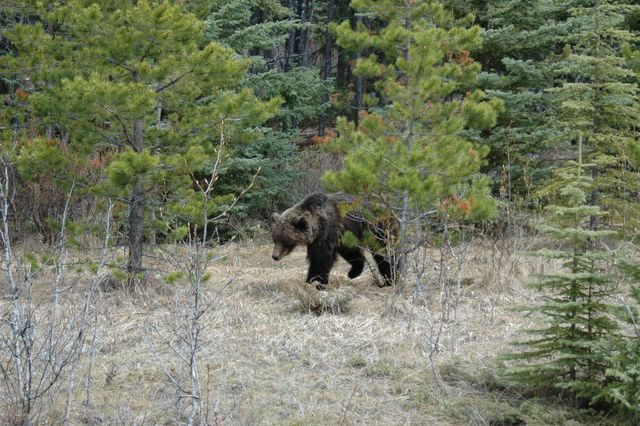 Ein waschechter Bär in der Wildnis