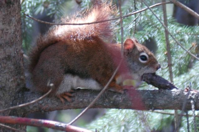 A-Hörnchen hat was gefunden