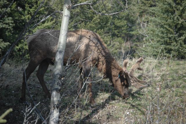 Ein Wapiti