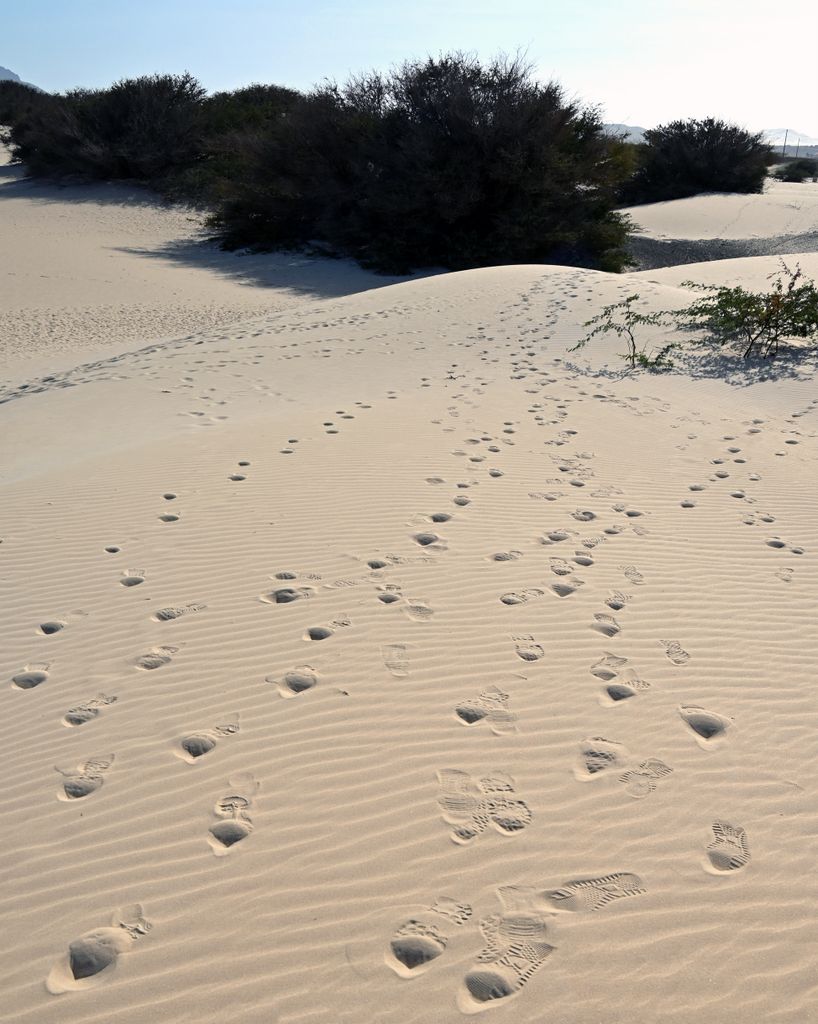 Sandspuren in der Deserto de Viana auf Boa Vista, Kapverden