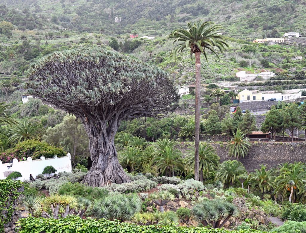 Der Drachenbaum El Drago Milenario auf Teneriffa