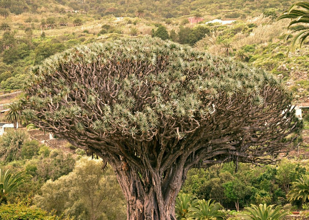 Blick auf den Drachenbaum El Drago Milenario auf Teneriffa