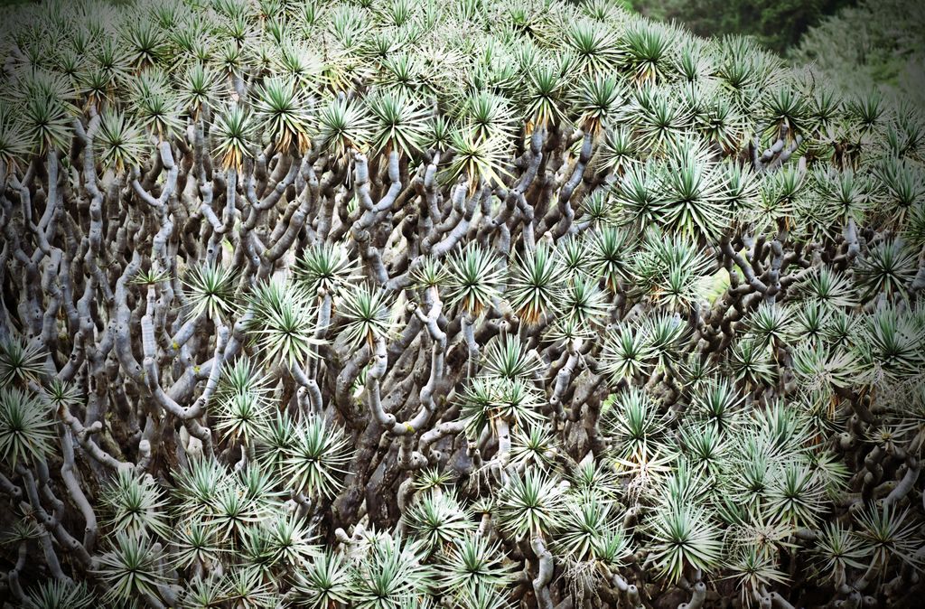 Ein Agavengewächs: Der Drachenbaum El Drago Milenario auf Teneriffa