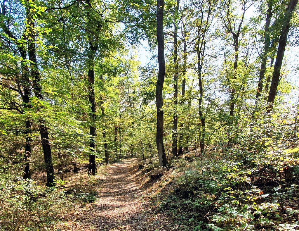 Wandern in der Nähe der Bergstation der Seilbahn in Boppard