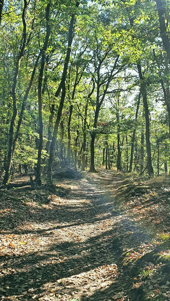 Wandern in der Nähe der Bergstation der Seilbahn in Boppard