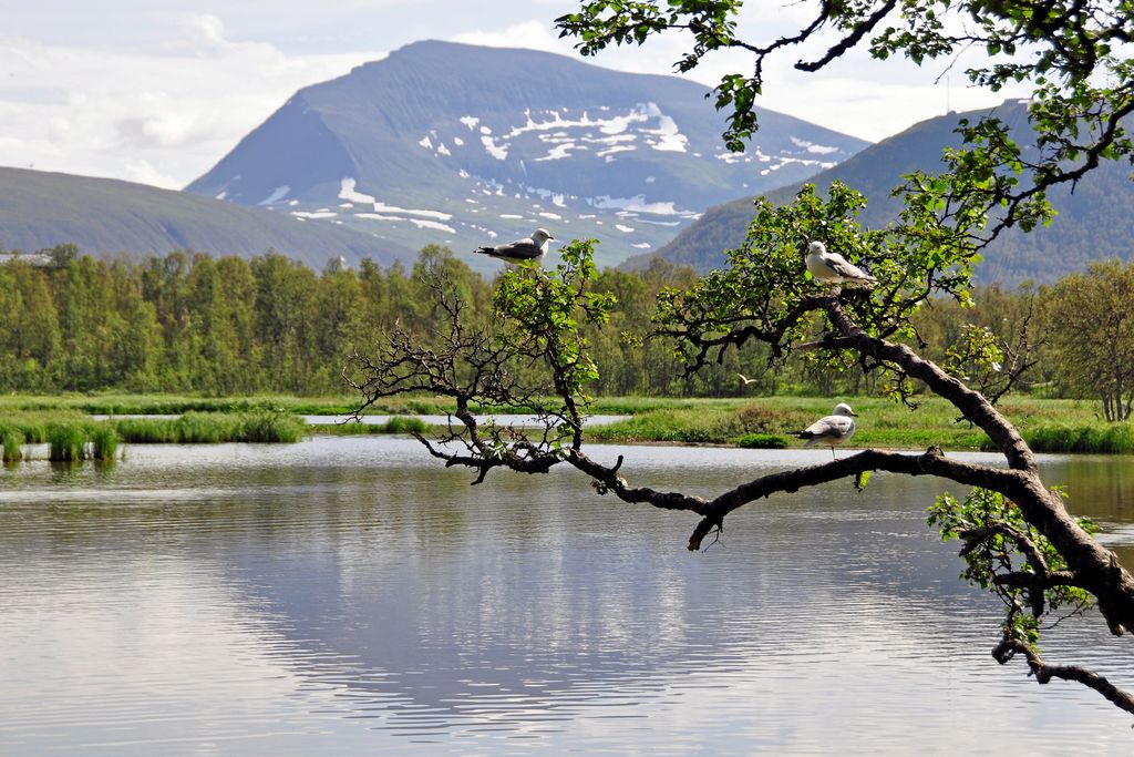 Der Prestvannet See bei Tromsø / Norwegen