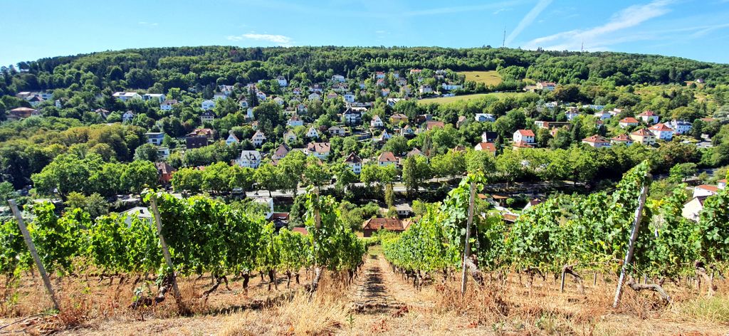 In den Weinbergen von Würzburg