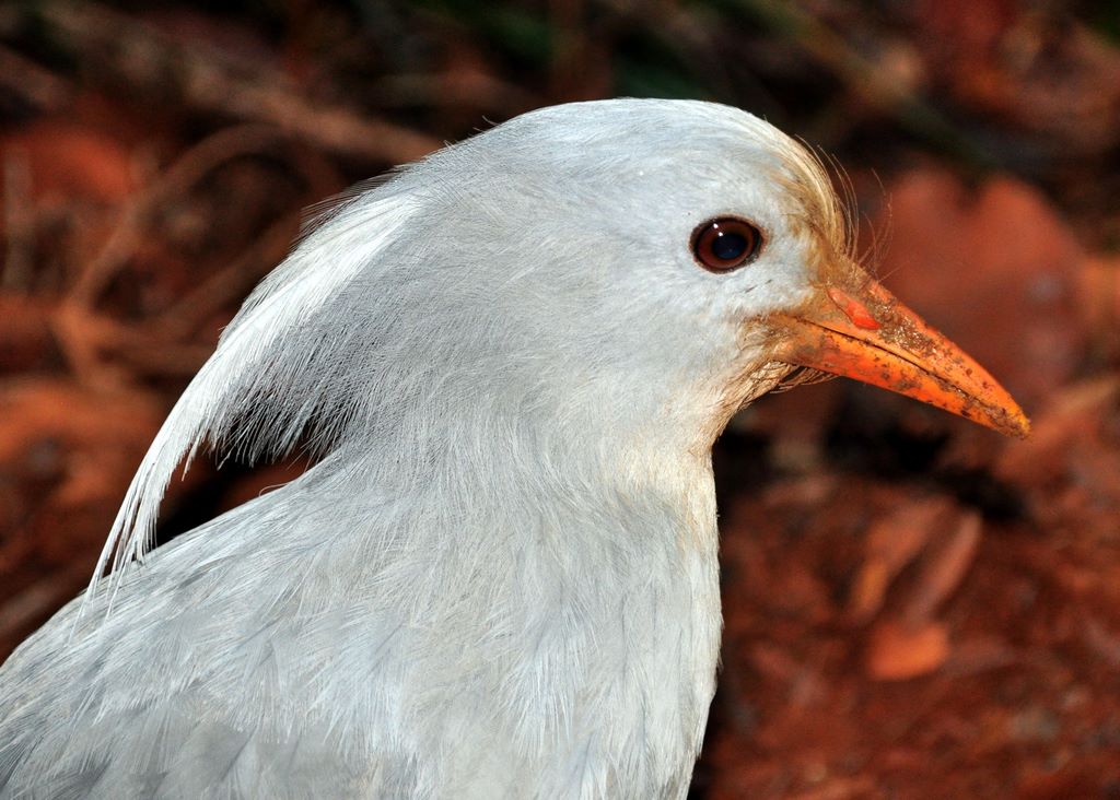 Ein junger Cagou (ein Vogel, der nicht fliegen kann)