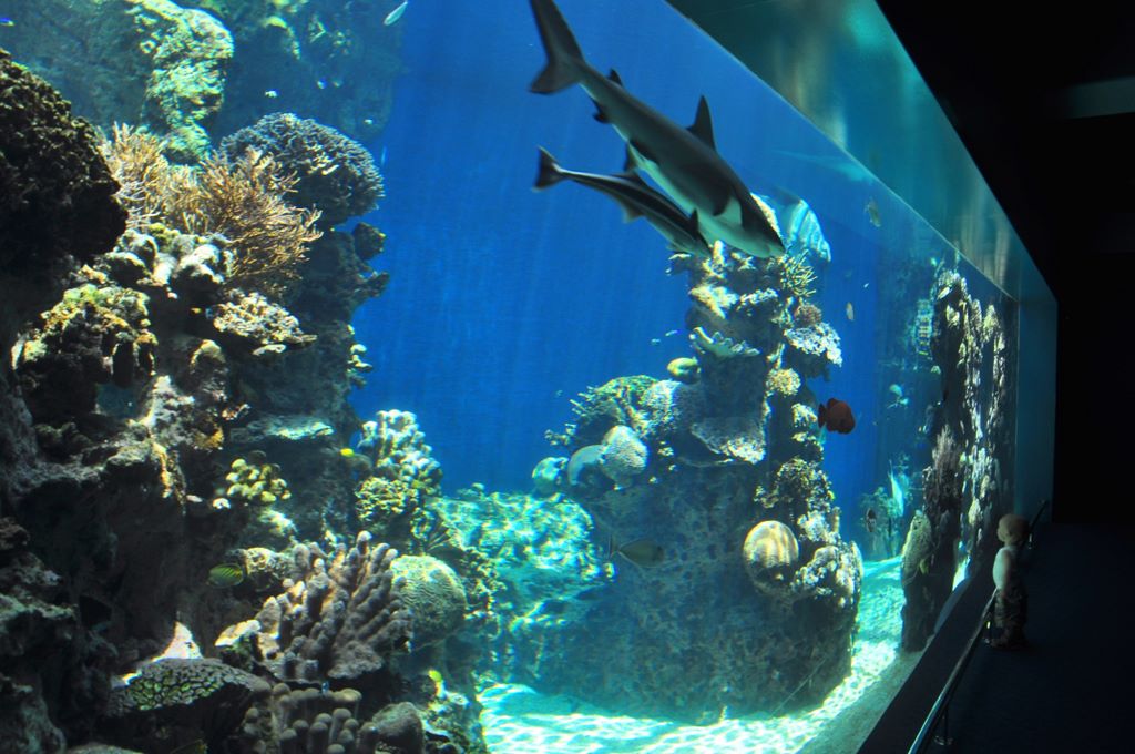 Das Aquarium von Noumea