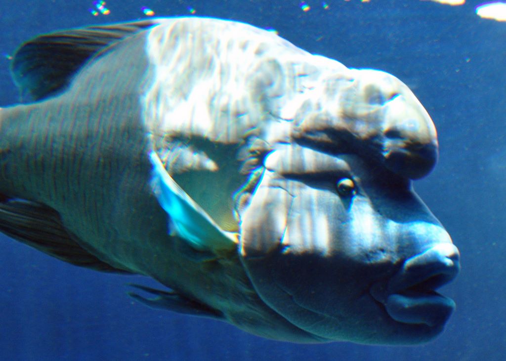 Ein toller Fisch im Aquarium von Nouméa