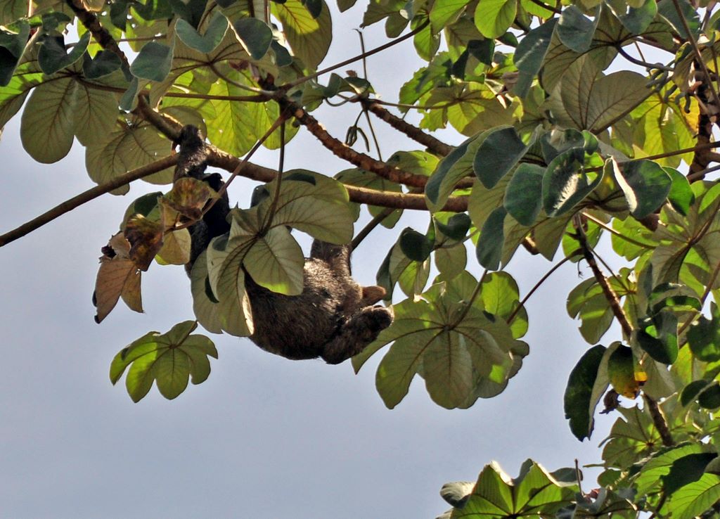 Flora und Fauna von Panama