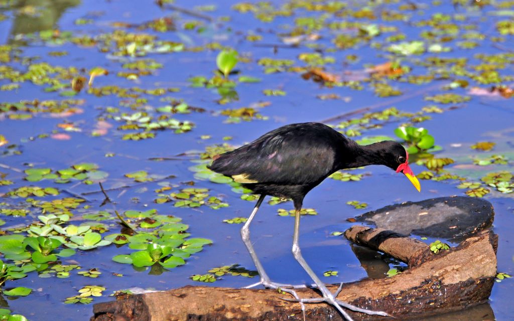 Flora und Fauna von Panama