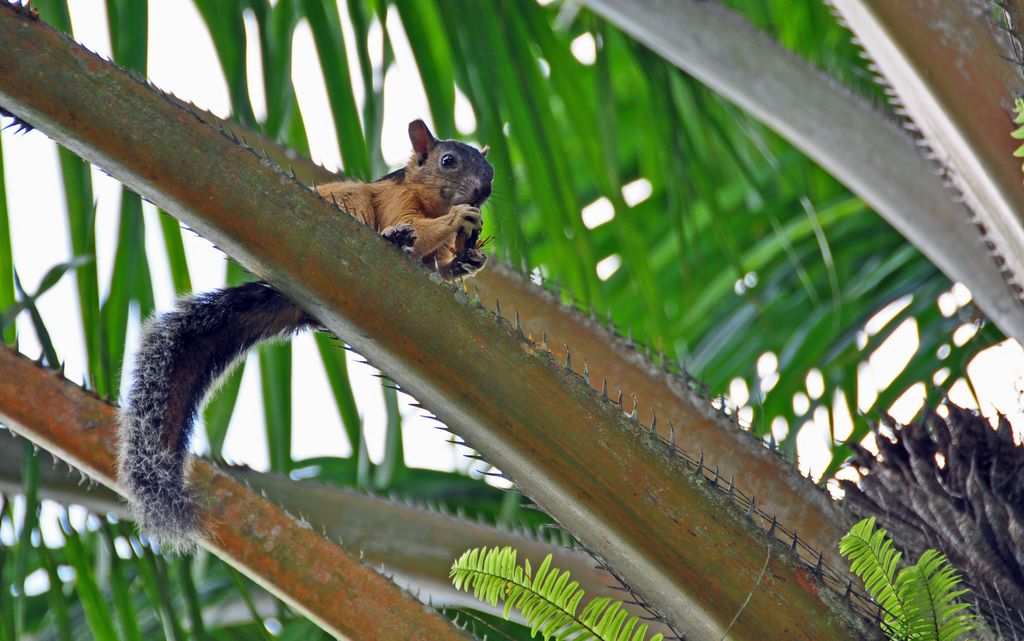 Flora und Fauna von Panama