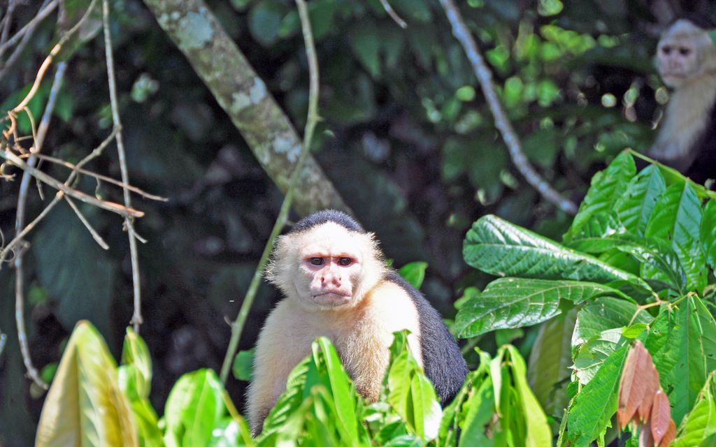 Flora und Fauna von Panama