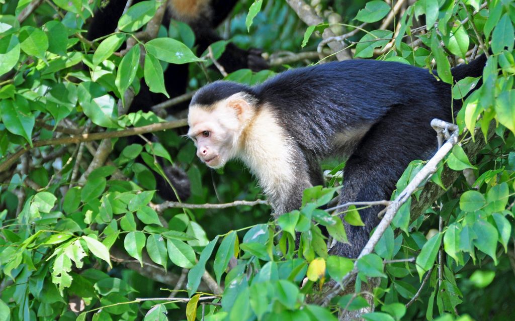 Flora und Fauna von Panama