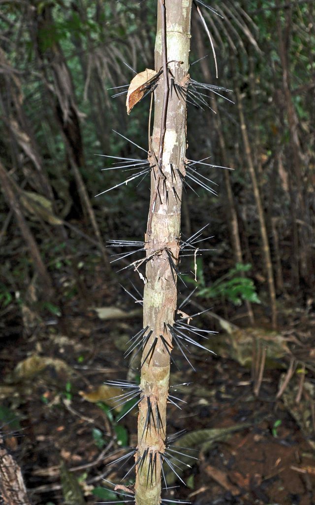 Flora und Fauna von Panama