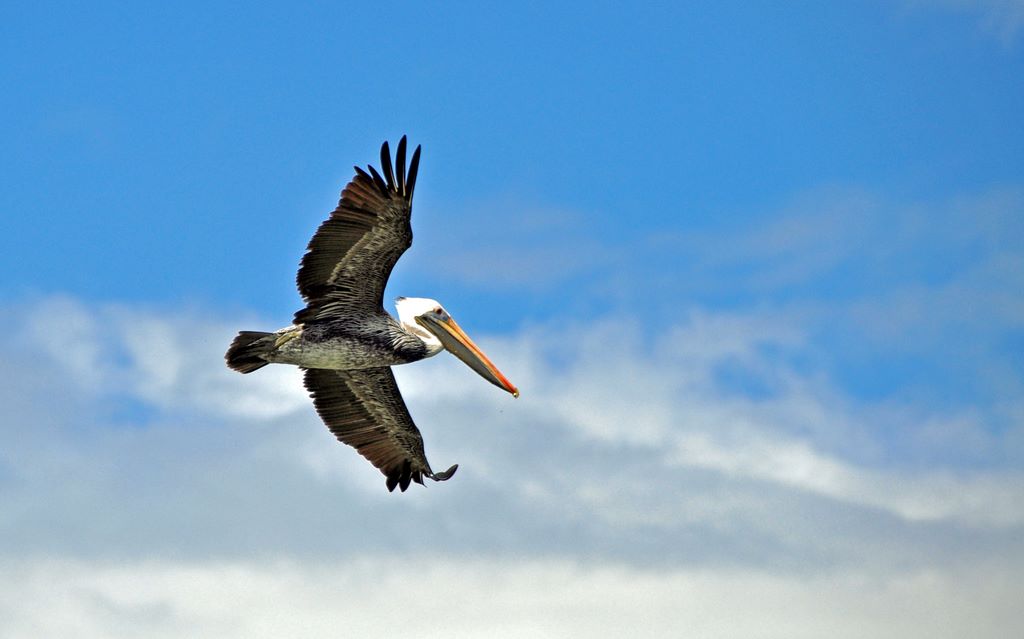 Ein Vogel in Portobelo