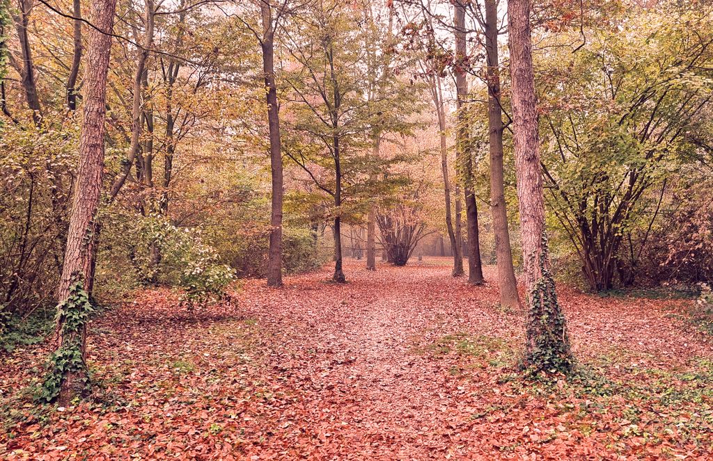 Viel Laub im San Giuliano Park in Mestre