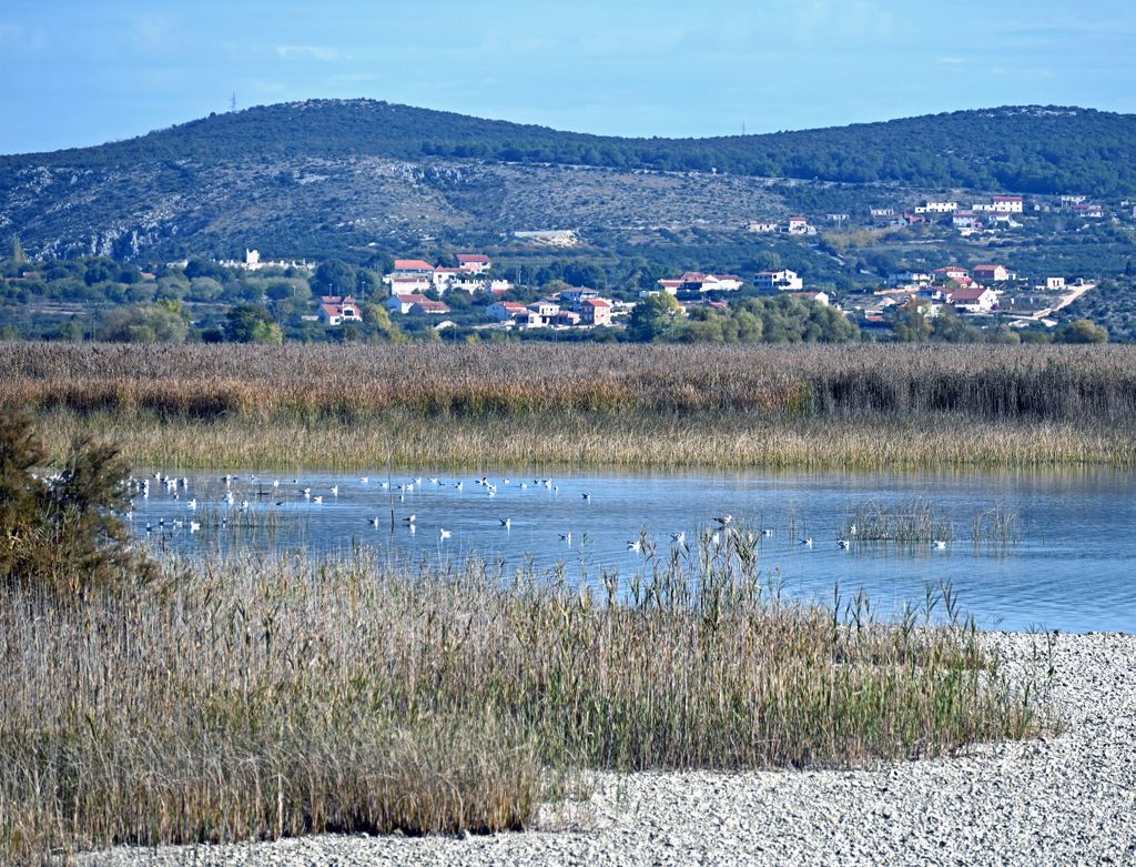 Blick auf die Vogelwelt von dem Vraner See