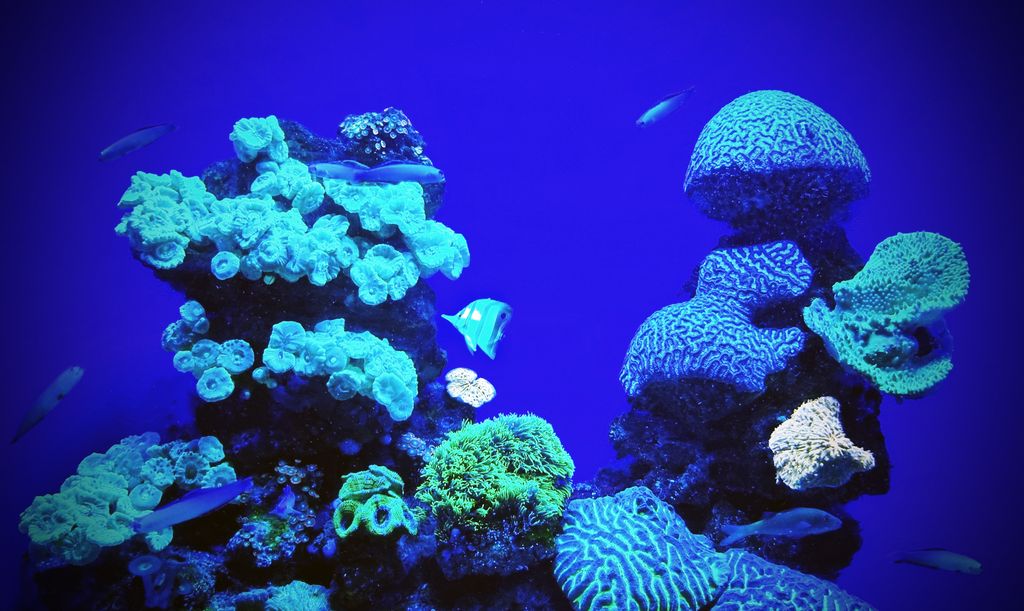 Blau in Blau im Palma Aquarium auf Mallorca