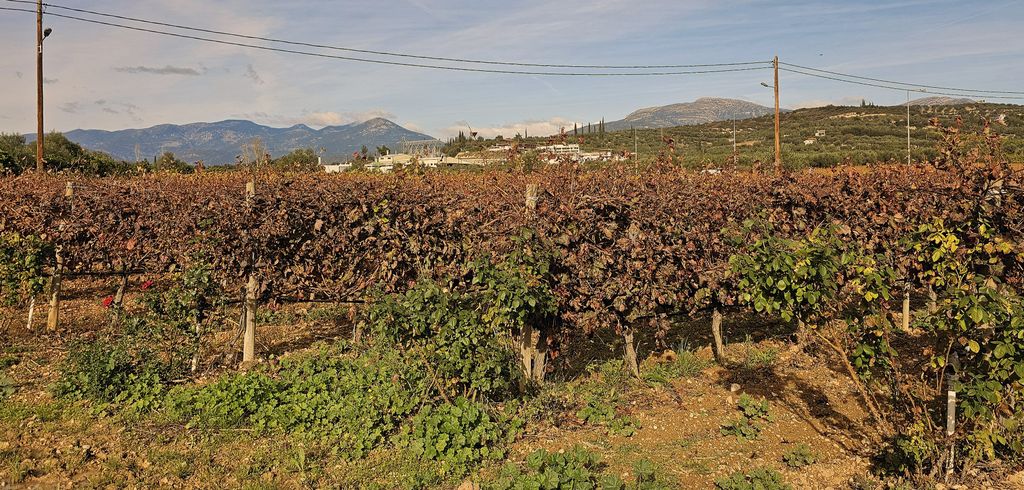 Weinberge der Domaine Skouras in Argos