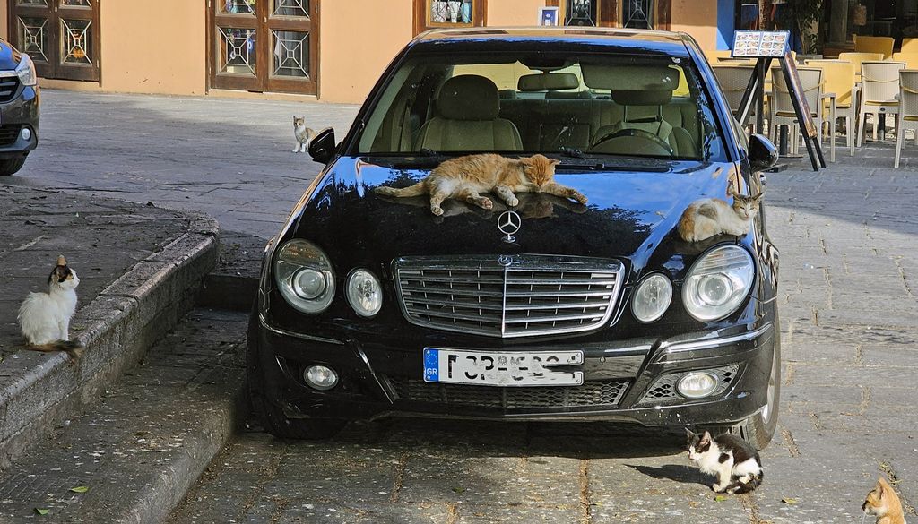 Katzen lieben diesen Platz in Rhodos (Stadt) auf Rhodos