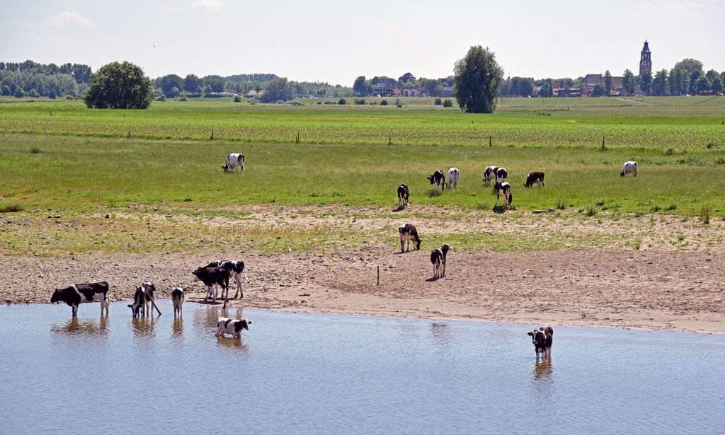 Können Kühe schwimmen?