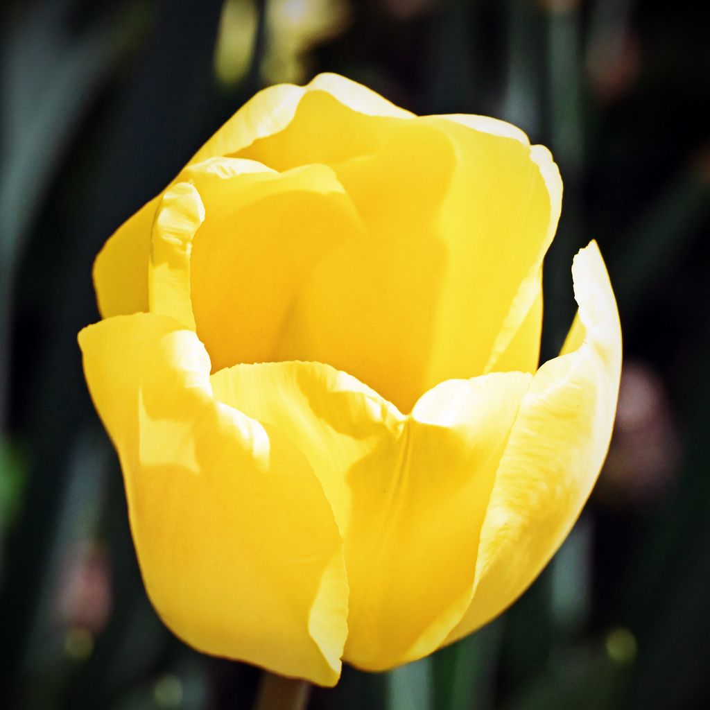 Gelbe Tulpe auf der Floralia 2022 / Belgien