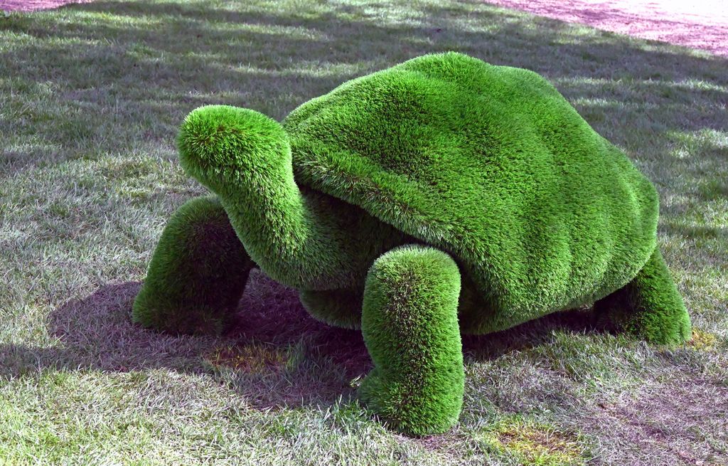 Eine Schildkröte auf der Floralia 2022 / Belgien