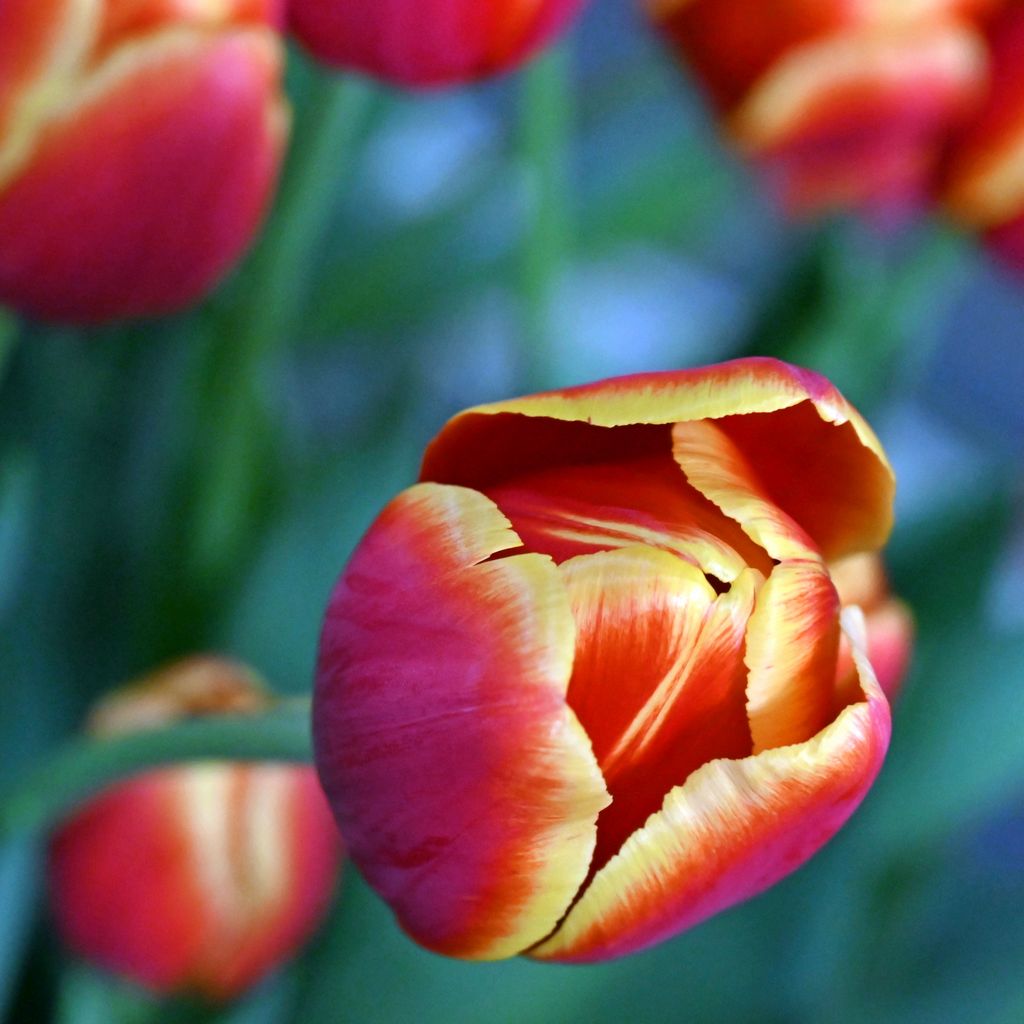 Eine Tulpe bei Mr. Tulip / Niederlande