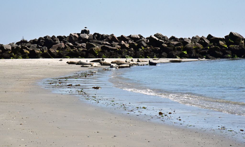 Seehunde vor Helgoland