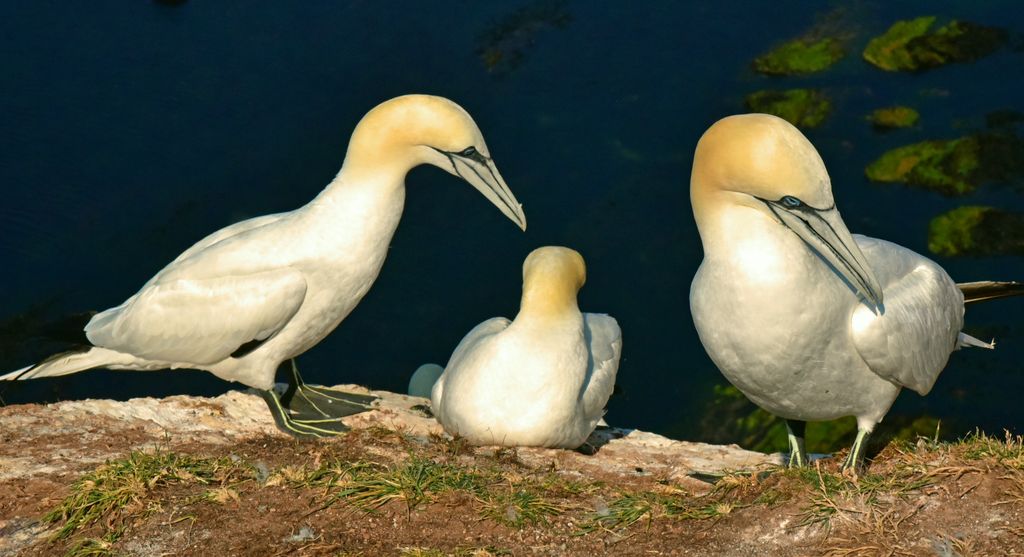 Basstölpel im Lummenfelsen