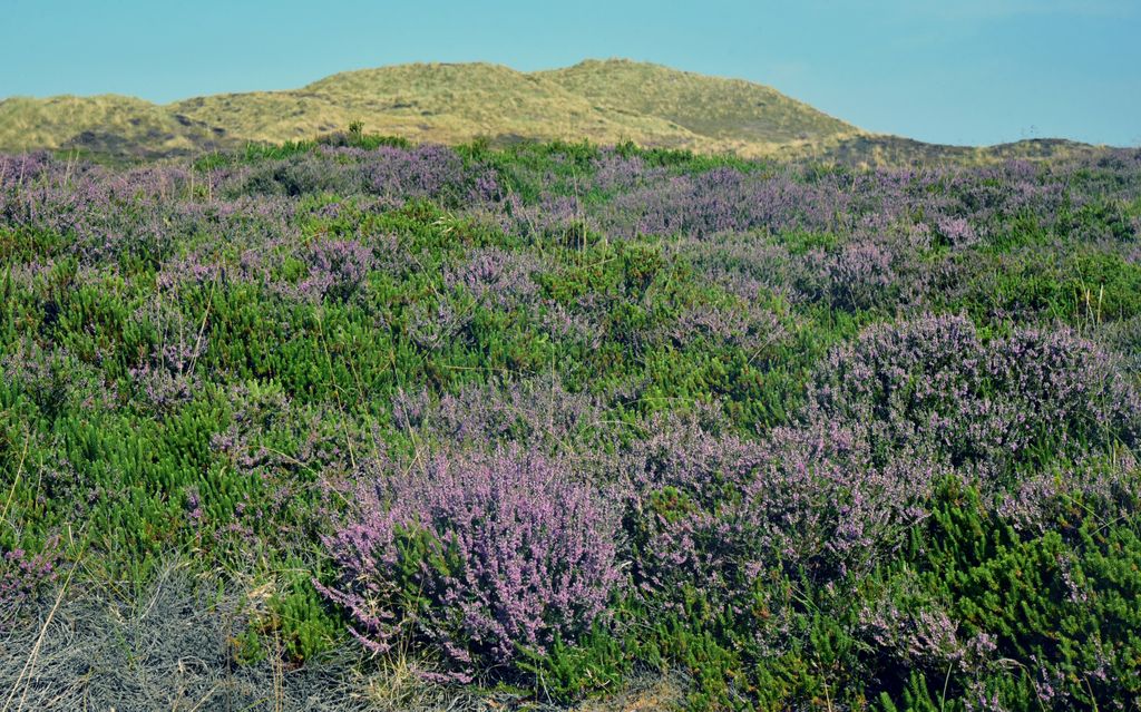 Dünenwandern auf Sylt