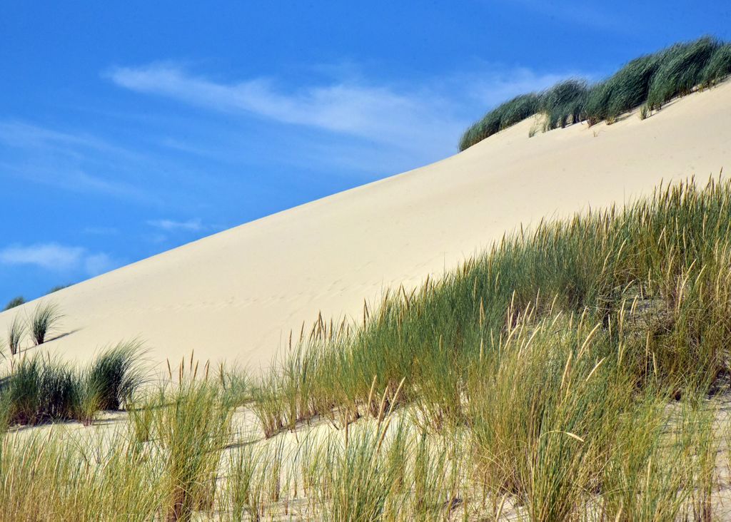 Eine Wanderdüne auf Sylt