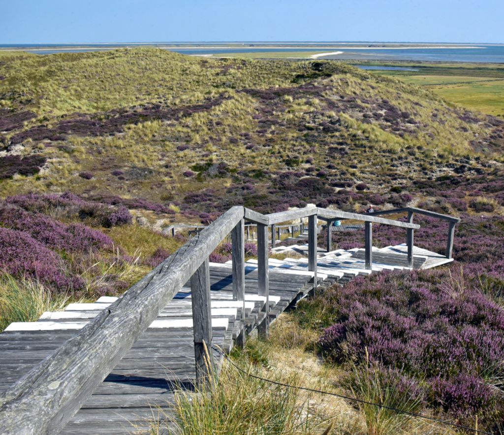 Panoramablick auf die Wanderdünen auf Sylt