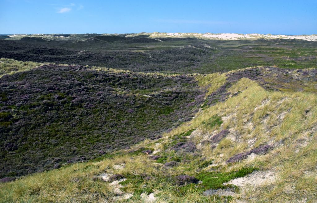 Panoramablick auf die Wanderdünen auf Sylt