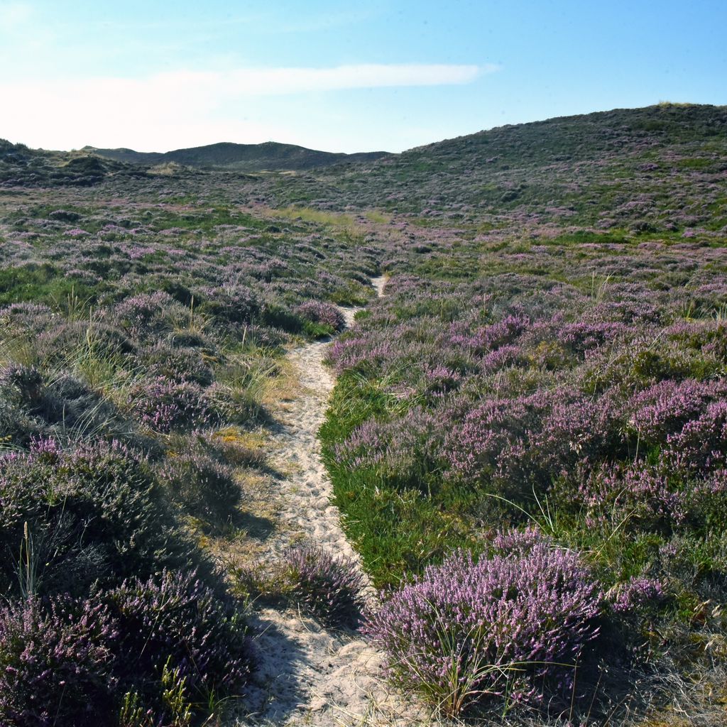 Dünenwanderweg auf Sylt