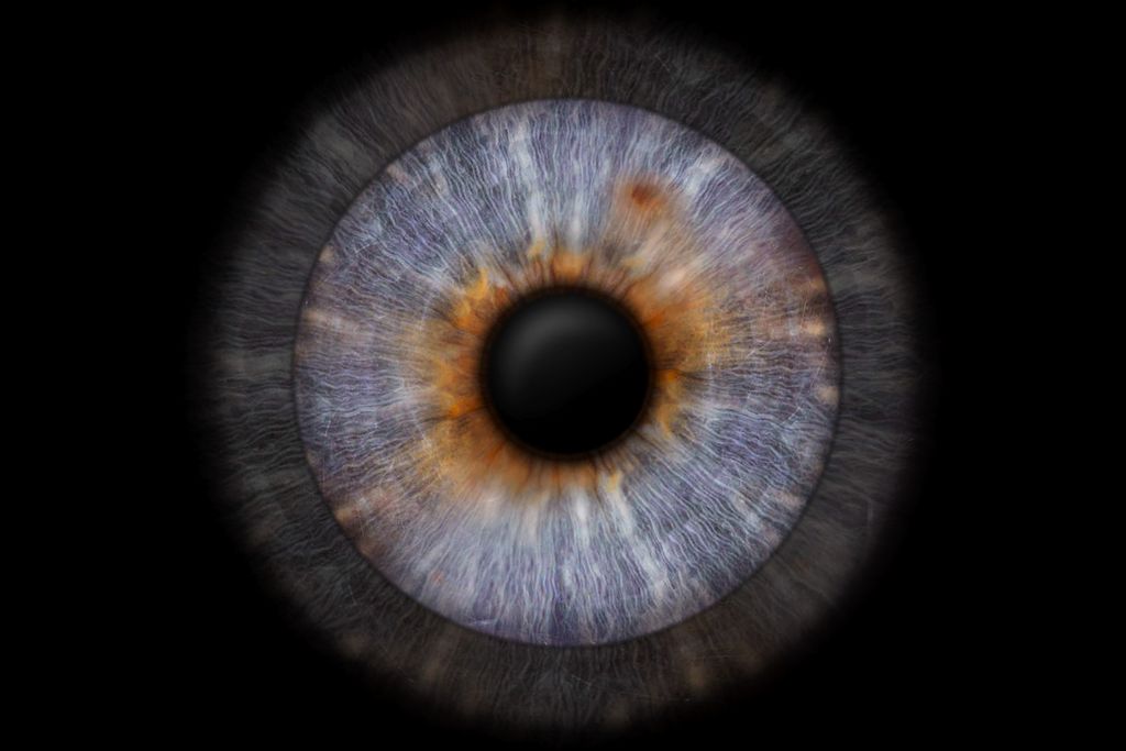 Die Iris von Zinni