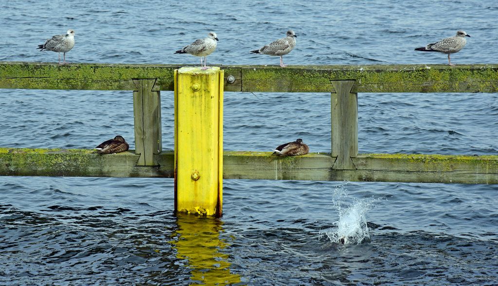 „Vögel versenken“ in Gdingen