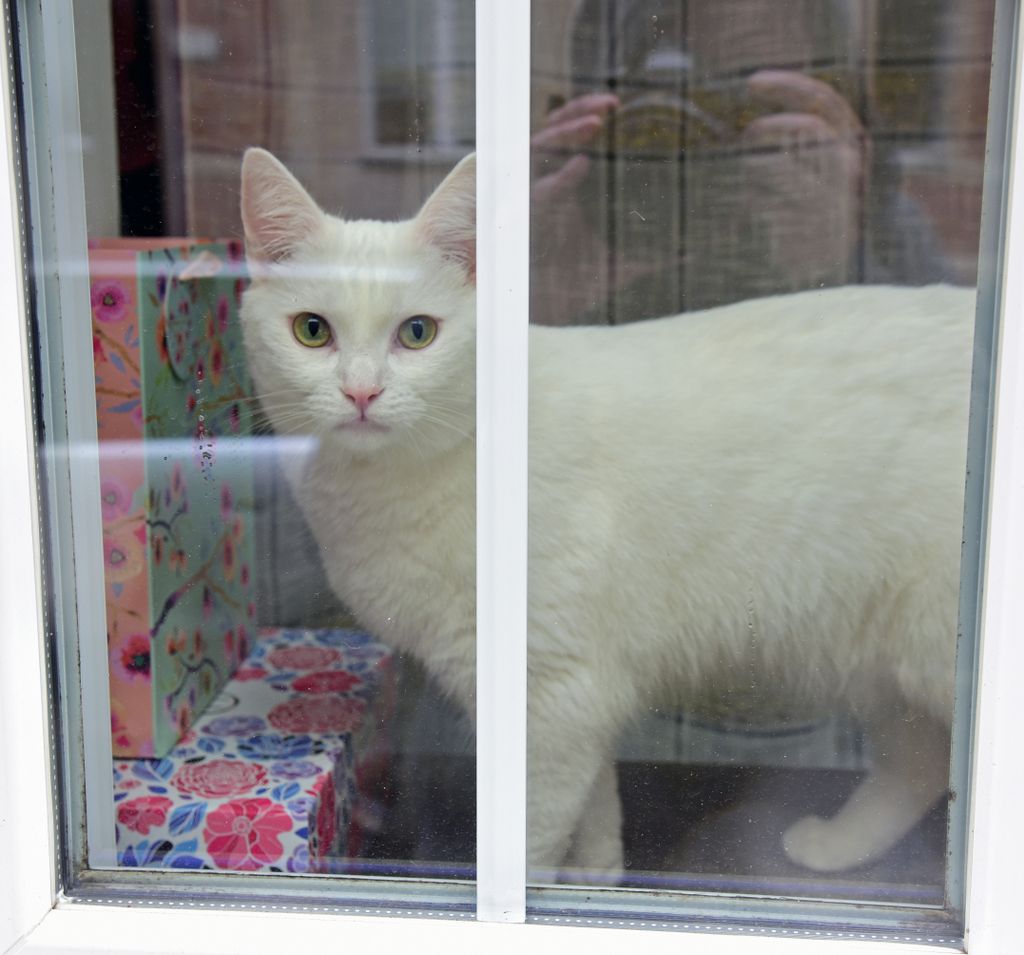 Ein mutiges Kätzchen in der Hundegasse, Danzig