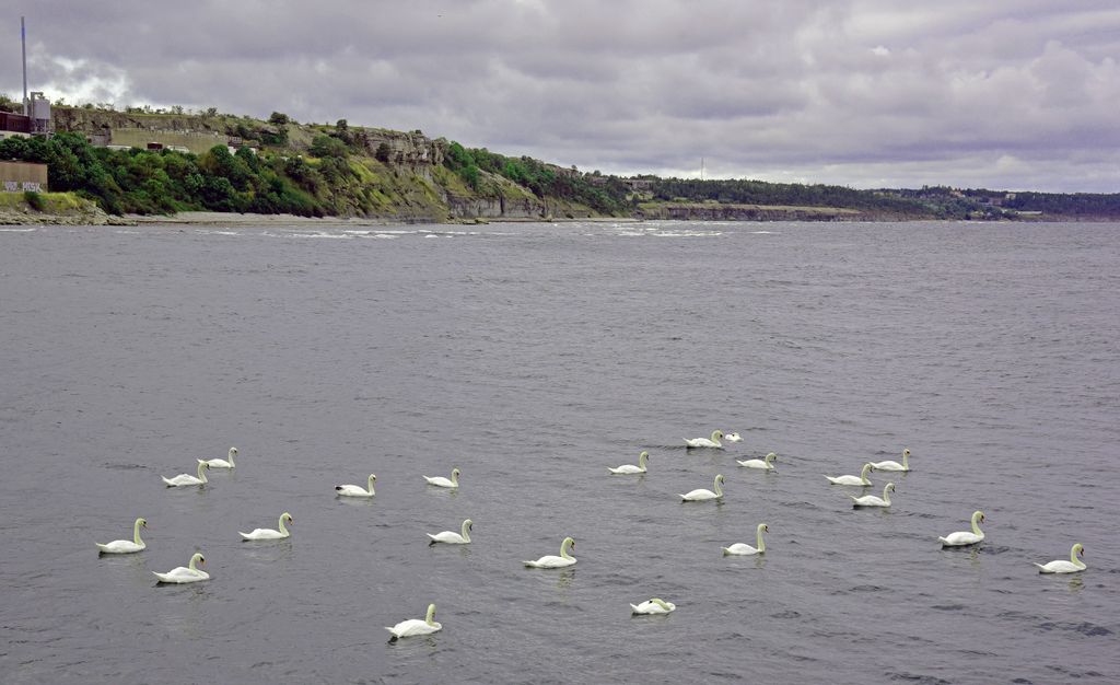 Schwäne auf Gotland