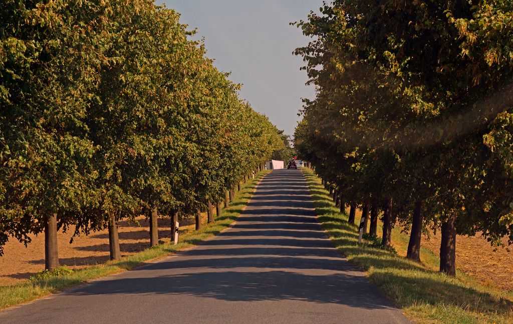 Eine Allee auf Rügen