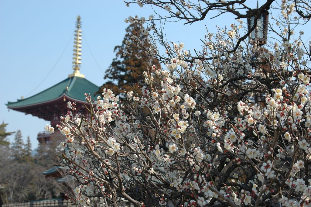 Blüte in Tokyo