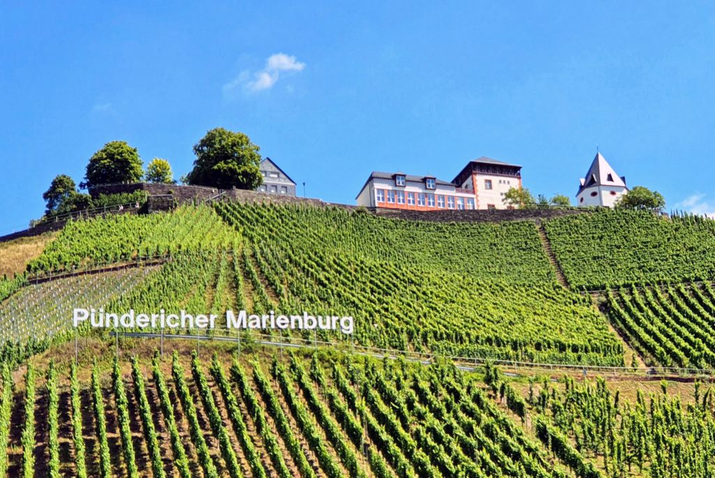Weinberge auf dem Weg nach Zell