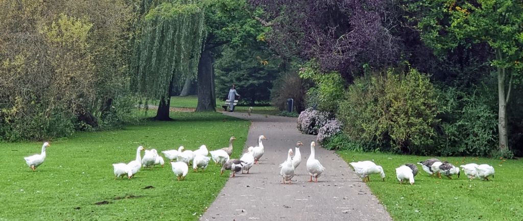 Gänse im Avenarius-Park in Kampen